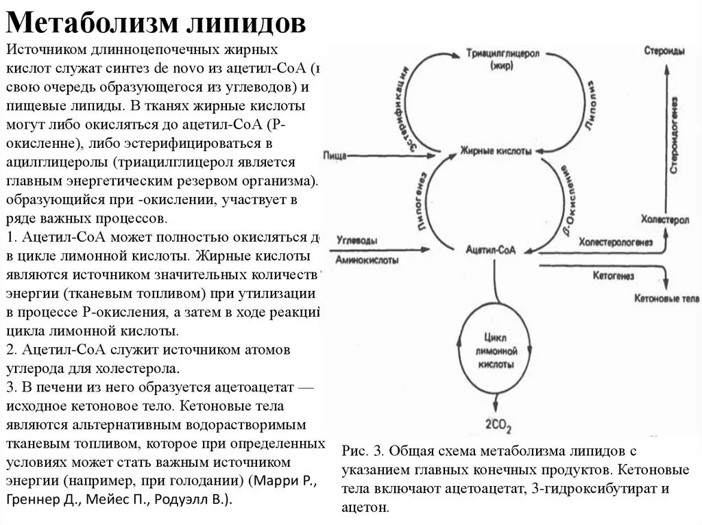 Жирные кислоты в печени. Схема метаболизма жирных кислот. Схема метаболического пути обмена жирных кислот. Основные пути метаболизма липидов. Схема метаболизма липидов биохимия.