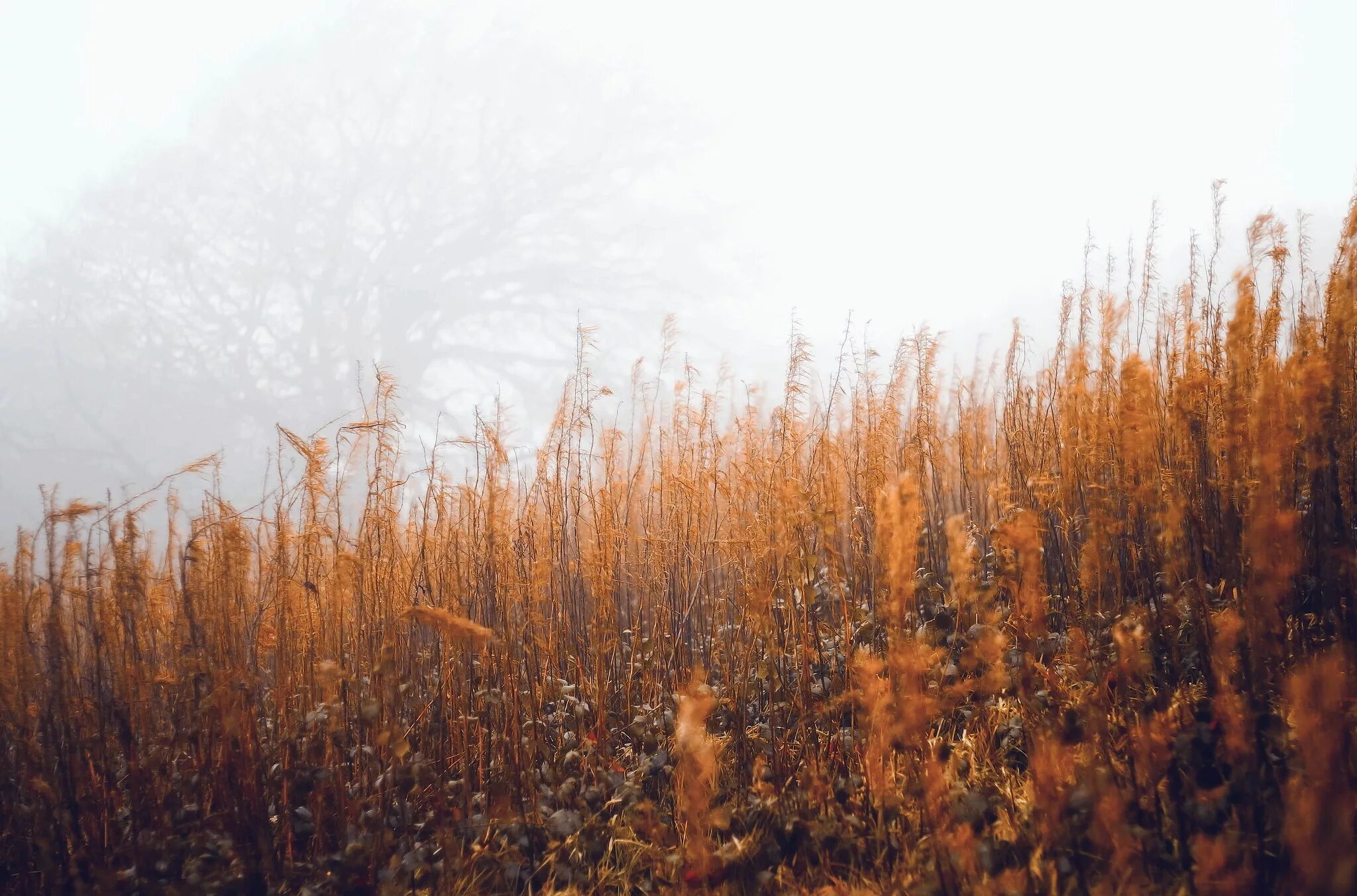 сухая трава осенью. полевые травы. красивая сухая трава. желтая трава. сухая трава.