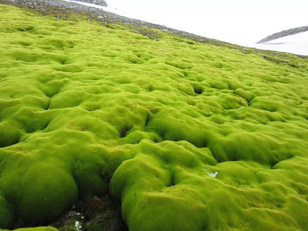 Самые большие водоросли