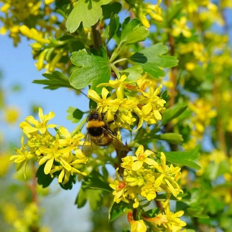 Текст весной неистово пылает золотистая смородина. Смородина золотистая (ribes Aureum). Смородина золотистая (r. Aureum). Смородина золотистая Мускат. Йошта золотистая.