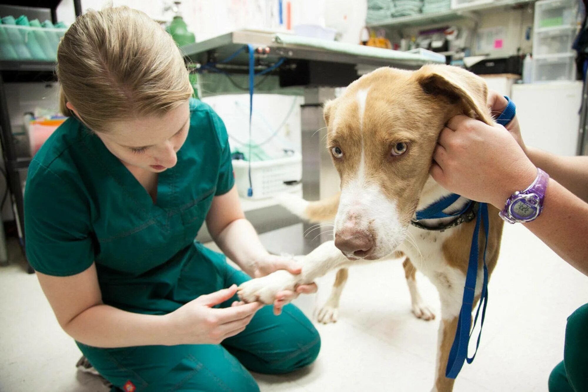 Обследование собак. Ветлекарь ветеринарная клиника. Ветеринарная клиника животное. Собака Ветеринария. Собака в клинике.