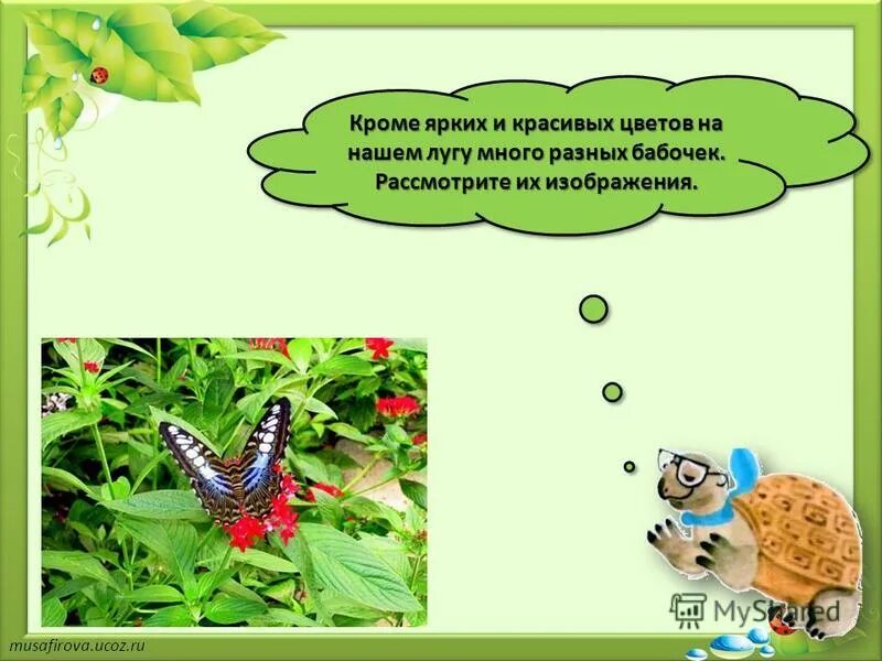 бабочки адмирал лимонница желтушка. цветы и бабочки на лугу. луг с бабочками. адмирал лимонница крапивница.