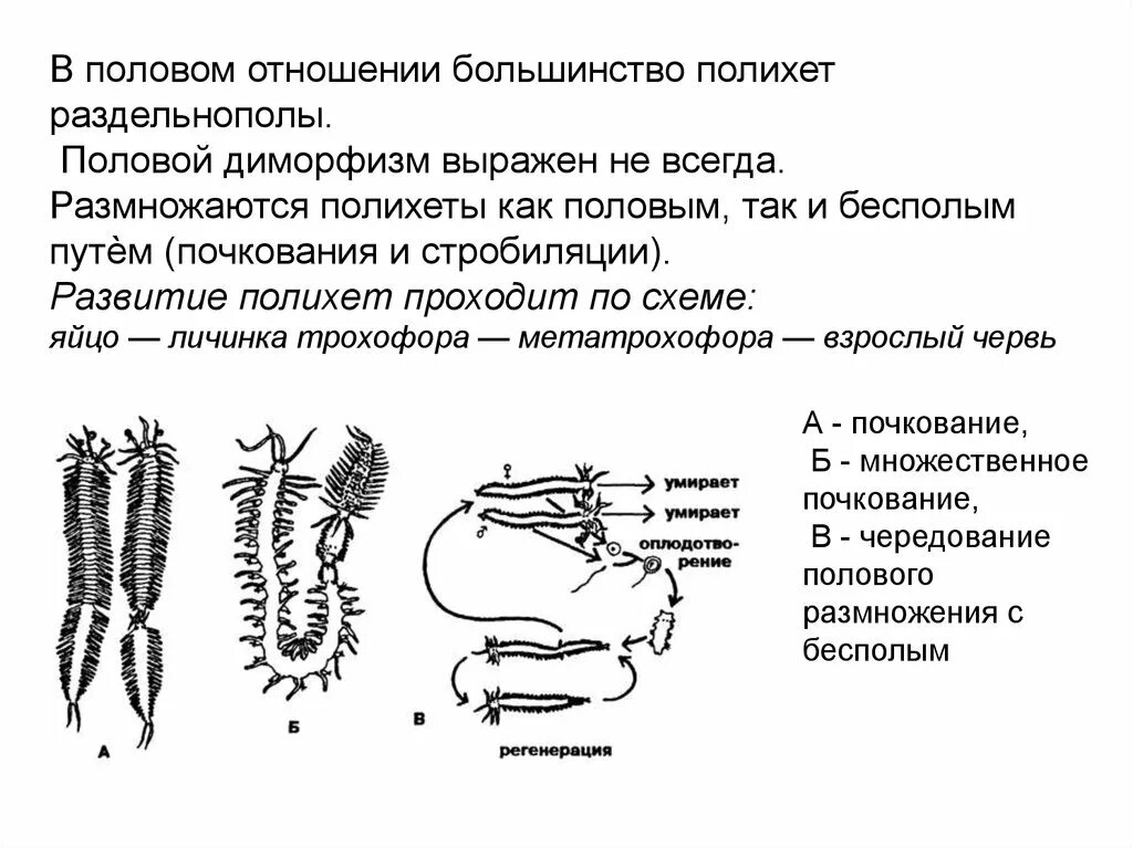 Кольчатые черви половая. Многощетинковые черви цикл развития. Стадия цикла развития многощетинковых червей. Полихеты черви строение. Стадии развития многощетинковых червей.