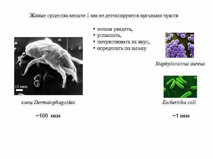 Живое существо определение.