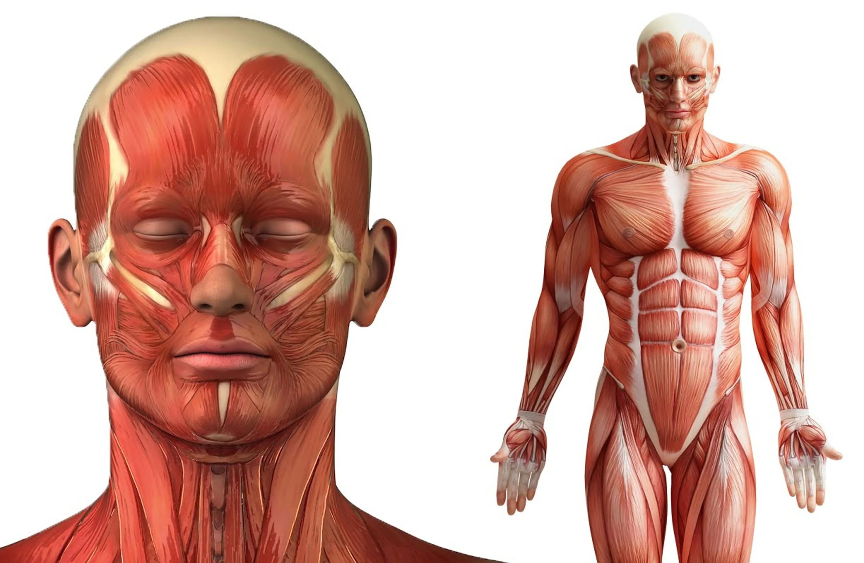 Мышцы орган человека. Тело человека. Человеческое тело. Анатомия человеческого тела.