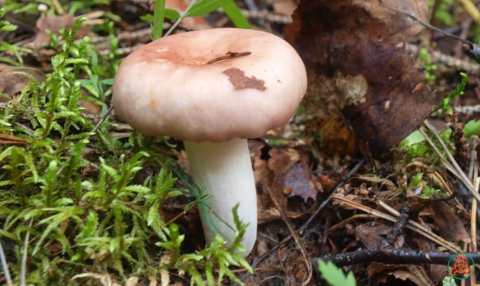 шампиньоны сыроежки. грибы боровики сыроежки. сыроежка охристая. сыроежка берёзовая. сыроежка синявка.