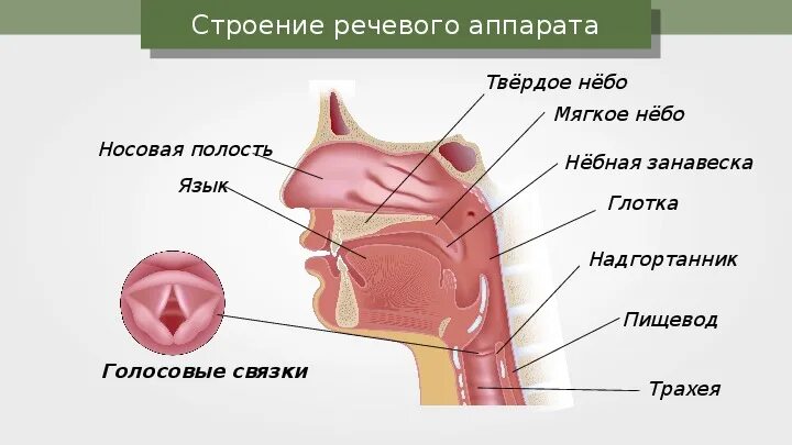 Голосовой язык. Голосовые связки небная занавеска. Строение речевого аппарата небная занавеска. Структура голосового аппарата гортани. Строение речевого аппарата человека.