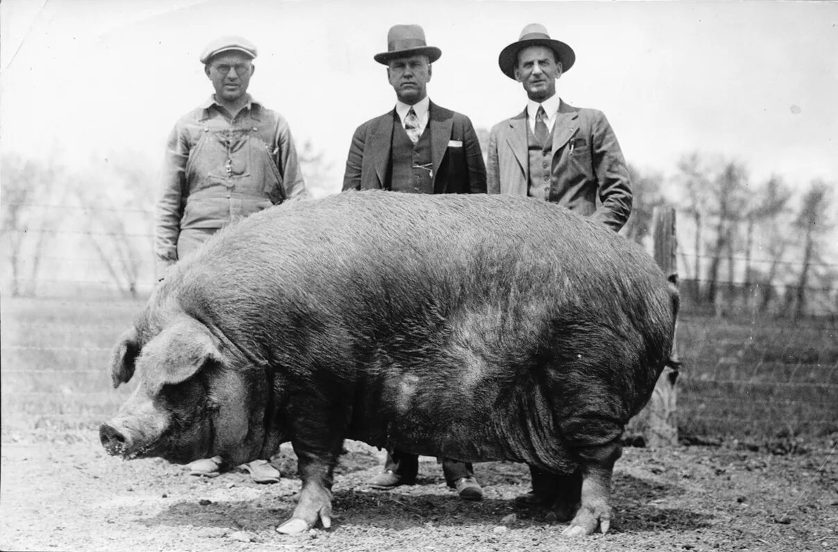 Big pig. Самые большие свиньи в мире.