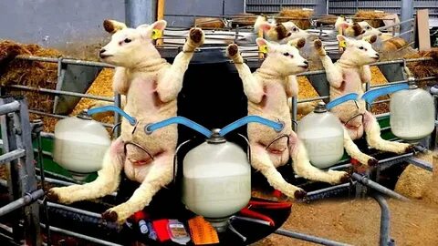 Milking farm