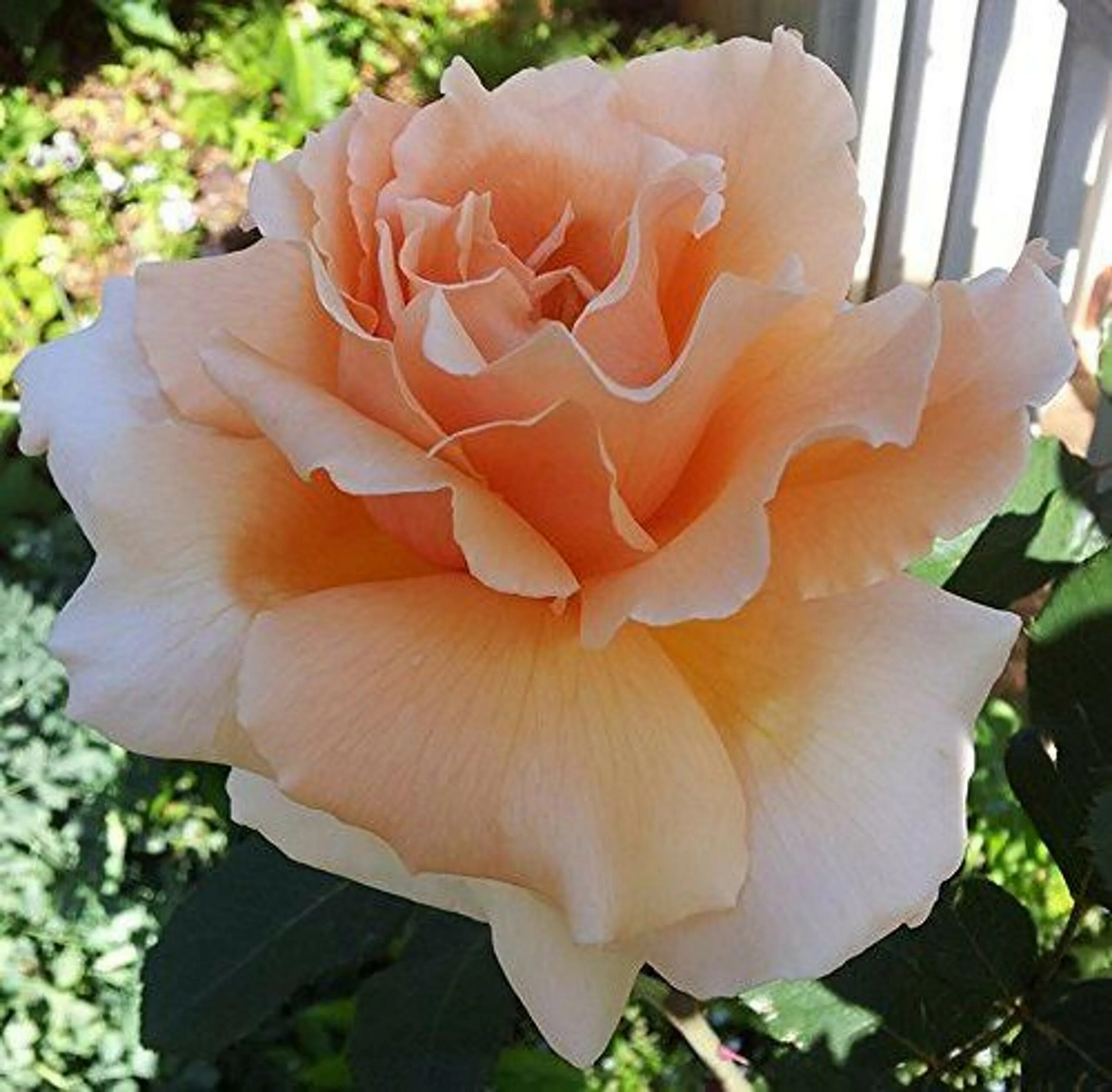 Joy b. Just joy. Dance and joy. Just joy. Just joy.