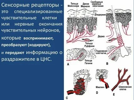 Рецепторы органов сенсорной системы