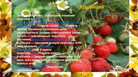 Народное название 14