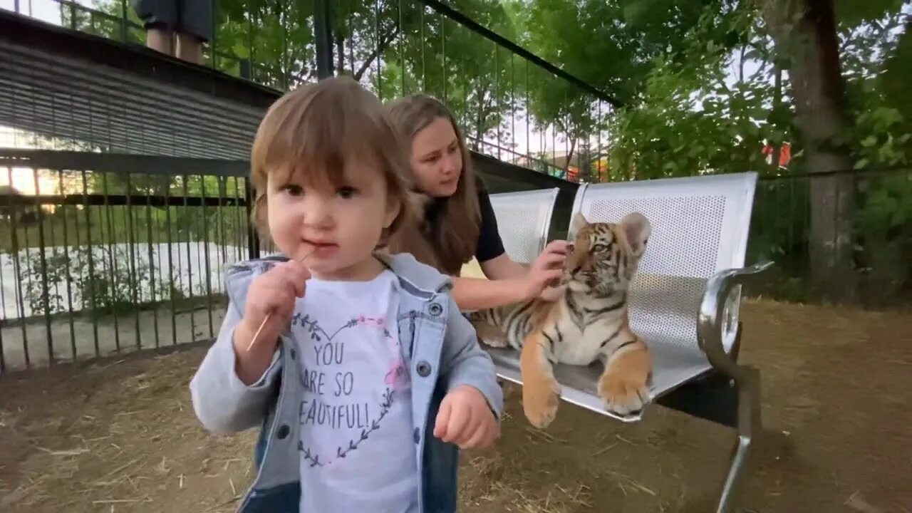 Приключения Ангелины и Гамадрилёнка. Гамадриленок Люся парк Тайган. Приключения гамадриленка люси ютуб