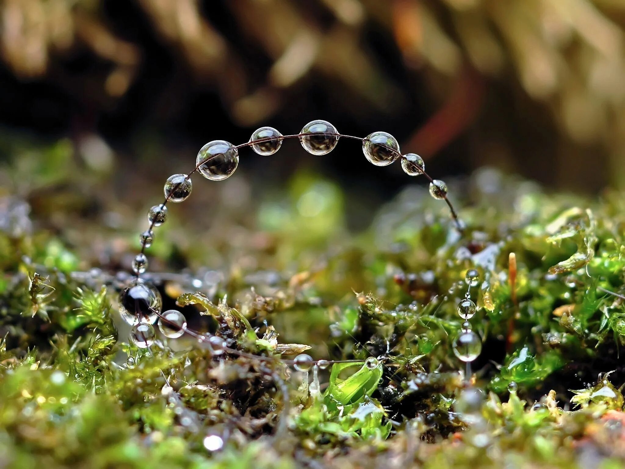 Macro