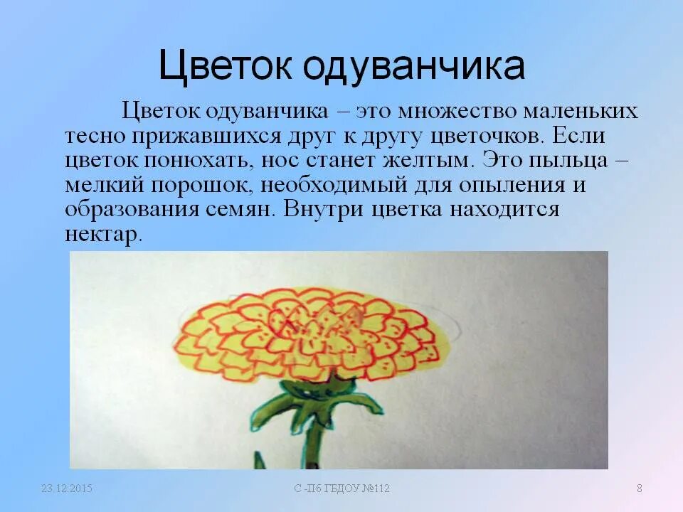 Интересные факты о одуванчике. Информация о одуванчике для 2 класса. Интересные факты про одуванчик для детей. Доклад про одуванчик. Одуванчик произведение 2 класс