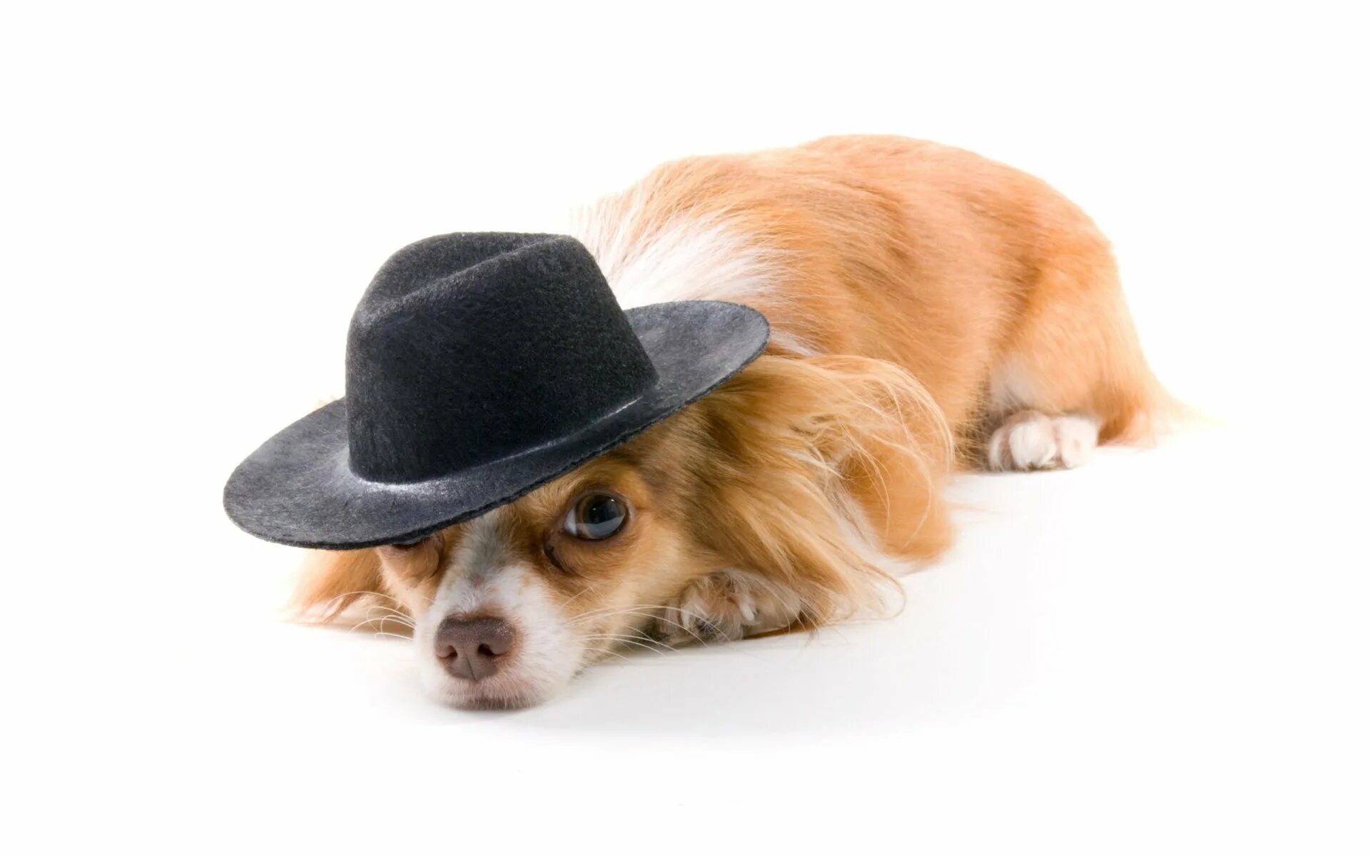 Пес шляпа. Собака в шляпе. Собачка в шляпке. Собачка на белом фоне. Собака на прозрачном фоне.