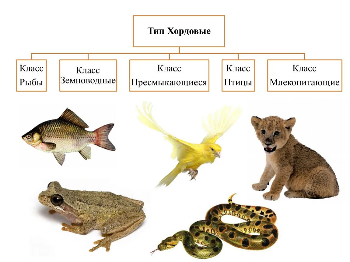 Классификация животных окружающий мир 3 класс. Классификация животных 5 класс биология. Классификация животных 3 класс. Классы животных презентация. Классификация животных 3 класс окружающий.