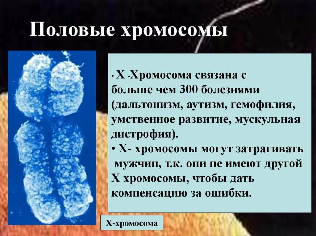 Половые хромосомы. Строение половых хромосом. Х И У хромосомы. Генетика пола, половые хромосомы. Х хромосома это мужская