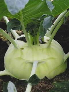 Капуста коль