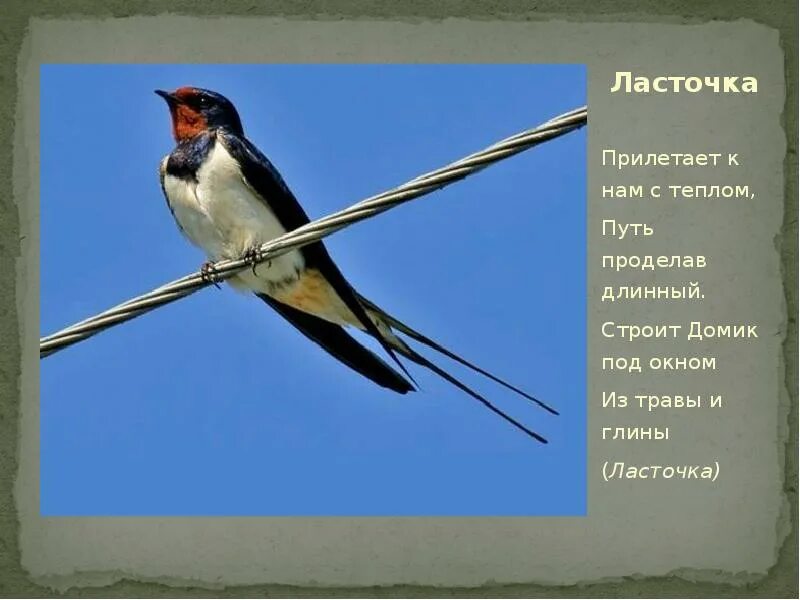 Изящную птицу ласточку называют символом весны. Ласточка. Деревенская Ласточка. Ласточка птица. Информация о Ласточке.