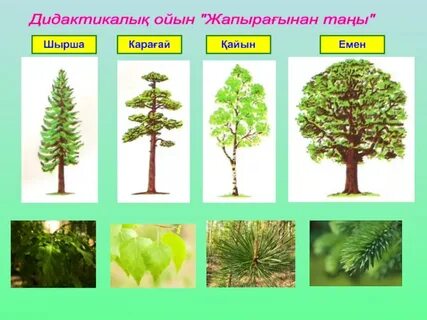 Порно ұлы трахает анасы апа