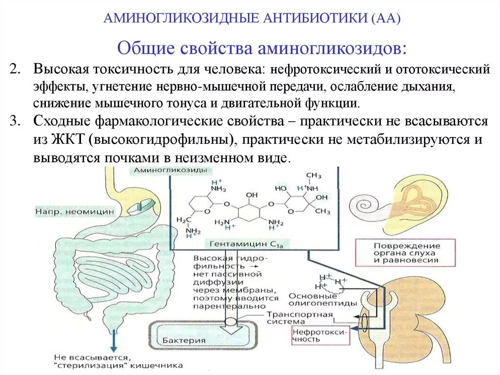 Осложнения после антибиотиков. Основные свойства антибиотиков. Токсичность аминогликозидов. Аминогликозиды антибиотики побочные действия. Токсичность антибиотиков.