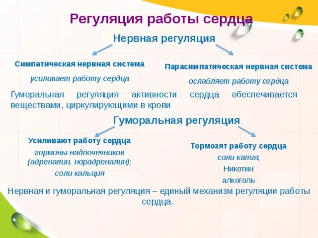 Гуморальная регуляция работы сердца осуществляется. Нервно-гуморальная регуляция сердечной деятельности.. Нервная и гуморальная регуляция сердечной деятельности. Гуморальная регуляция работы сердечно сосудистой системы. Нервная и гуморальная регуляция работы сердца.