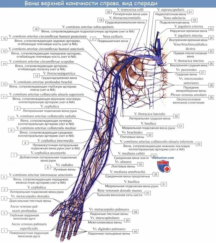 Латеральная подкожная Вена руки - v. cephalica. Латеральная подкожная Вена руки анатомия. Анатомия сосудов вен верхних конечностей. Латеральная подкожная Вена руки топография. Кровообращение верхней конечности