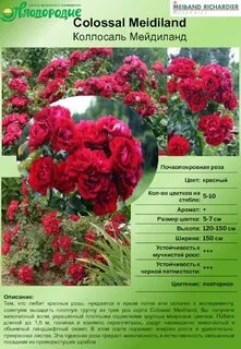 Сорта роз описание характеристика