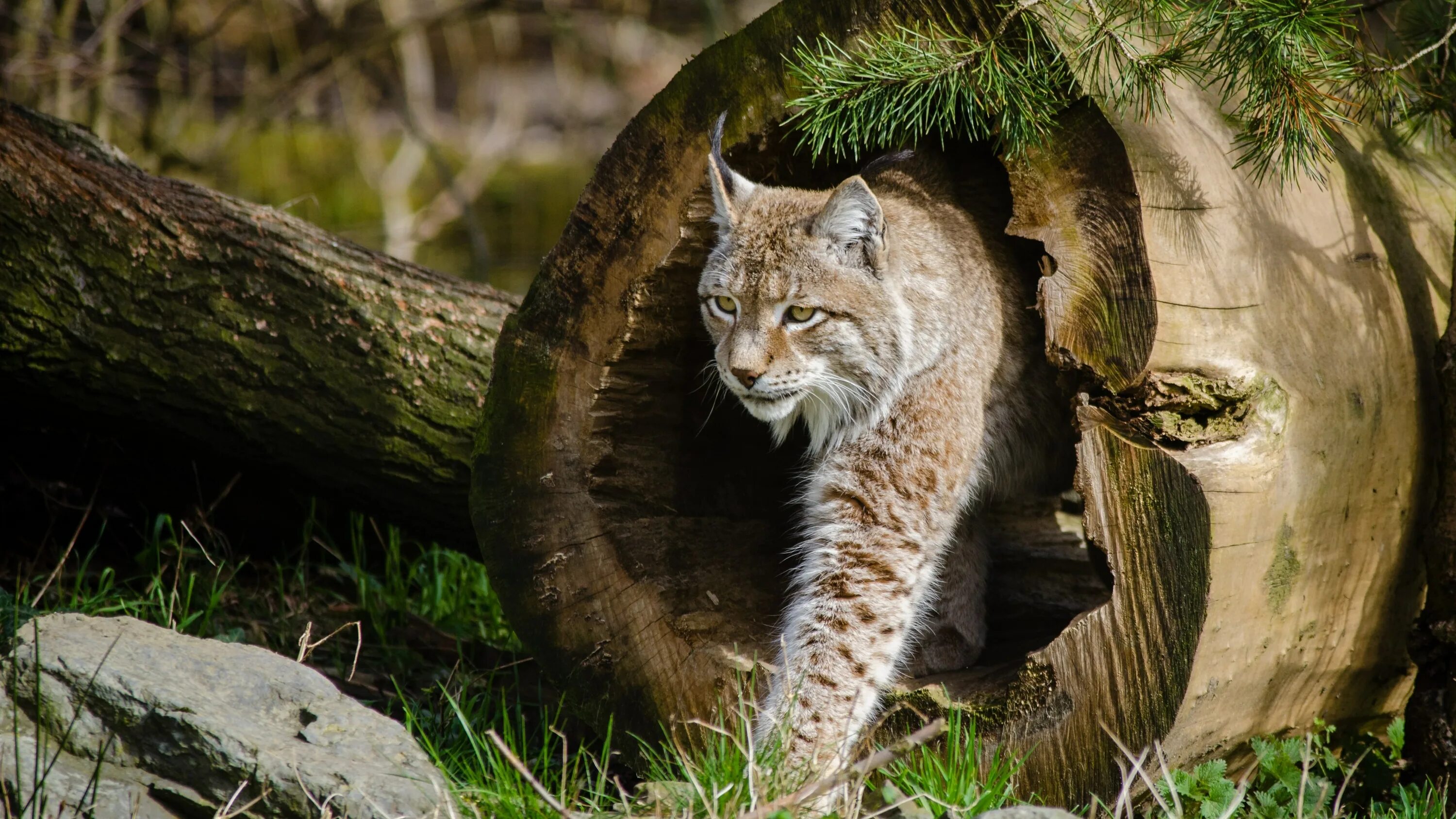 Беловежская пуща Рысь. Рысь Линкс. Рысь (Lynx Lynx) в дикой природе. Рысь Лесная кошка.