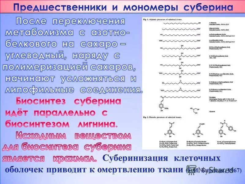 К образованию какой структуры приводит суберинизация. Суберин. Суберинизация клеток. Суберинизация приводит к образованию. Суберин это в биологии.