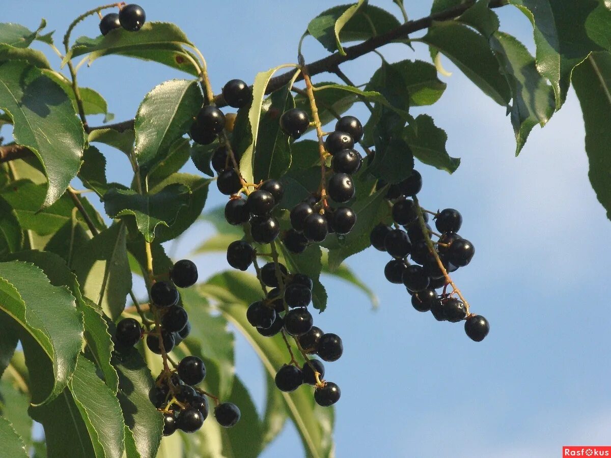 Черёмуха обыкновенная плоды. Черемуха куст с ягодами. Черемуха азиатская padus asiatica. Ягоды черемухи фото. Черёмуха обыкновенная ягоды.