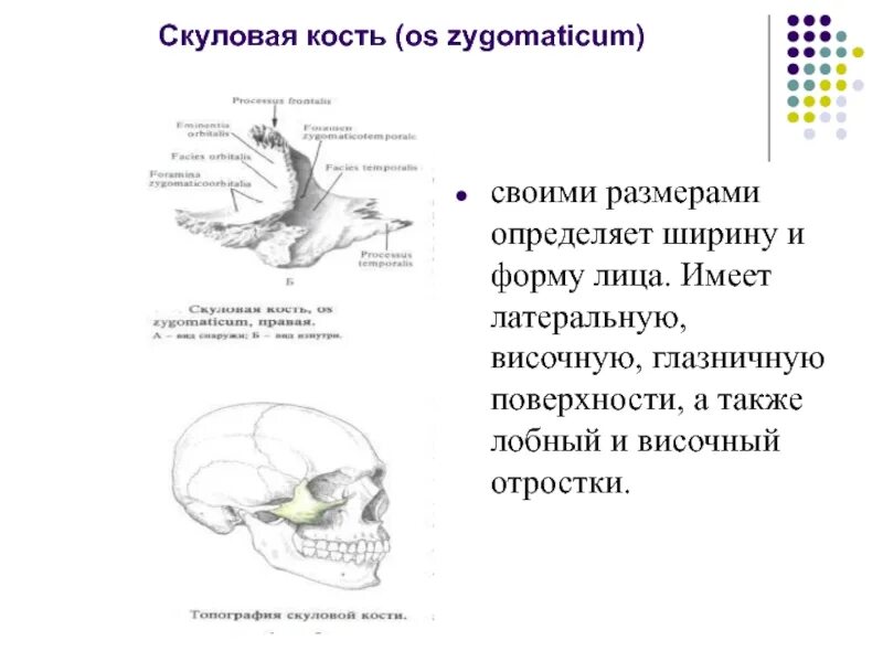 Носовая поверхность тела верхней челюсти. Отростки скуловой кости анатомия. Скуловой отросток височной кости. Кости лицевого черепа таблица. Скуловая кость подвижная или нет.