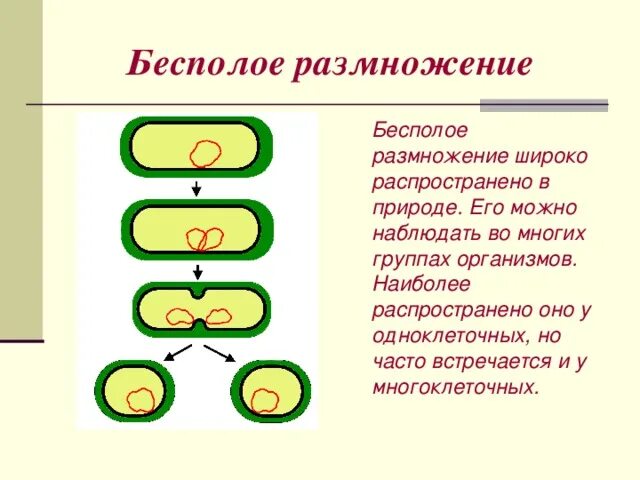 Бесполое размножение механизм значение. Бесполое размножение.