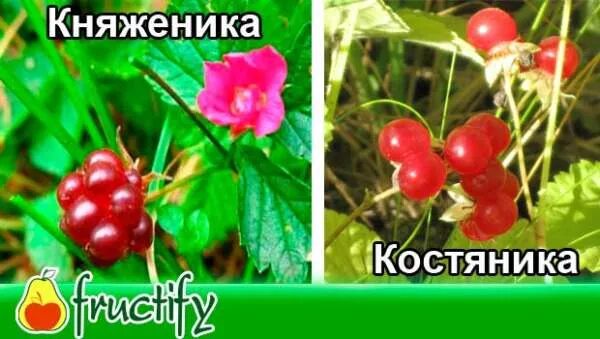 Княженика и костяника: это одно и тоже или нет, фото, чем отличаются ягоды