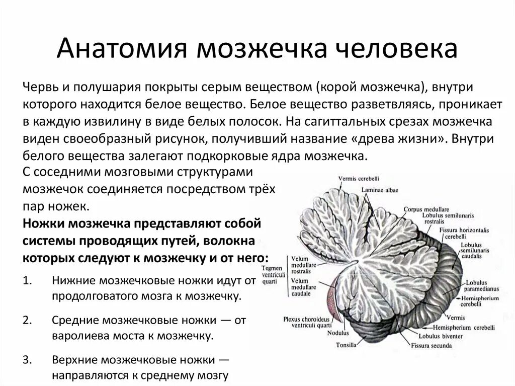 Мозжечок центры рефлексов. Мозжечок строение и функции. Мозжечок анатомия функции. Структурно функциональное строение мозжечка. Медиальный разрез мозжечка.