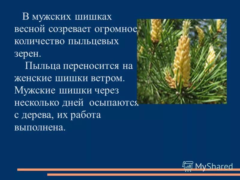 Какую функцию выполняет пыльца шишки. Строение мужской шишки. Семена у ветки с шишками сосны обыкновенной. Строение пыльцы голосеменных. Рисунок размножение голосеменных растений.