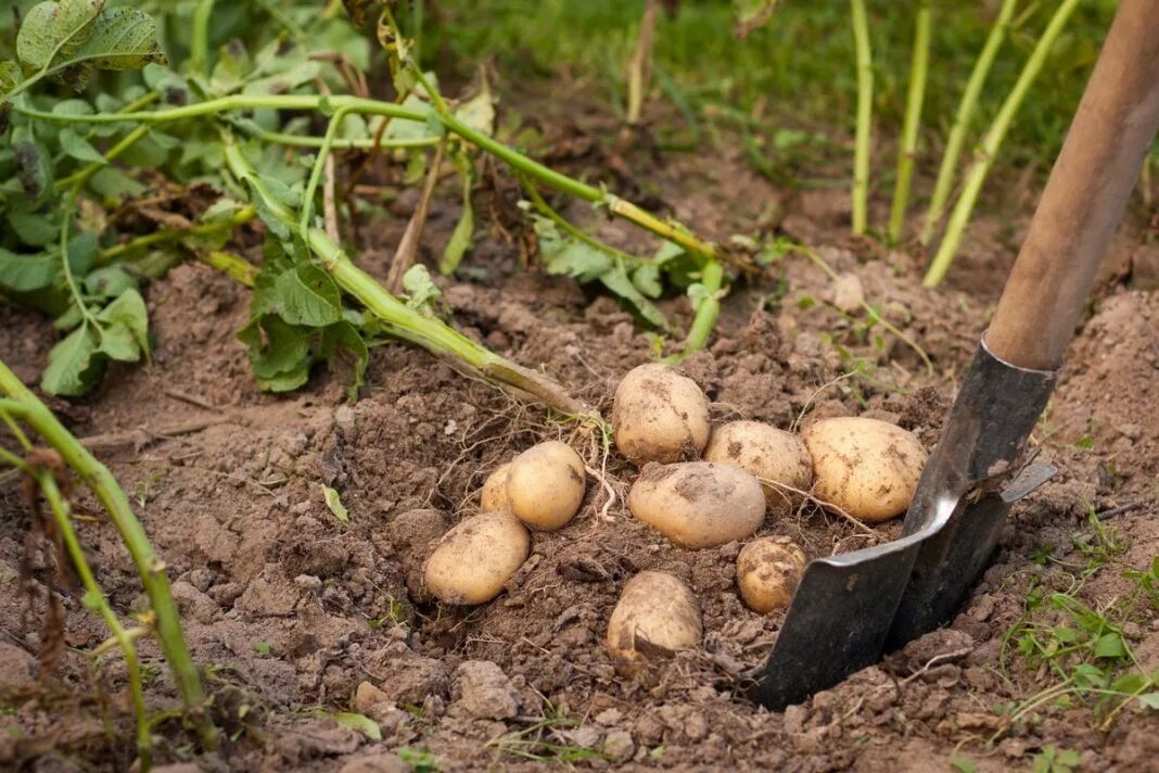 Вырастет ли картошка. Выкапывание картофеля. Копка картофеля. Картофель на грядке. Урожай картофеля.