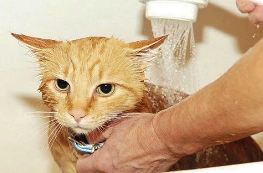 Как отмыть кота. Мытье кота. кошка моется. помытый кот. мытая кошка.
