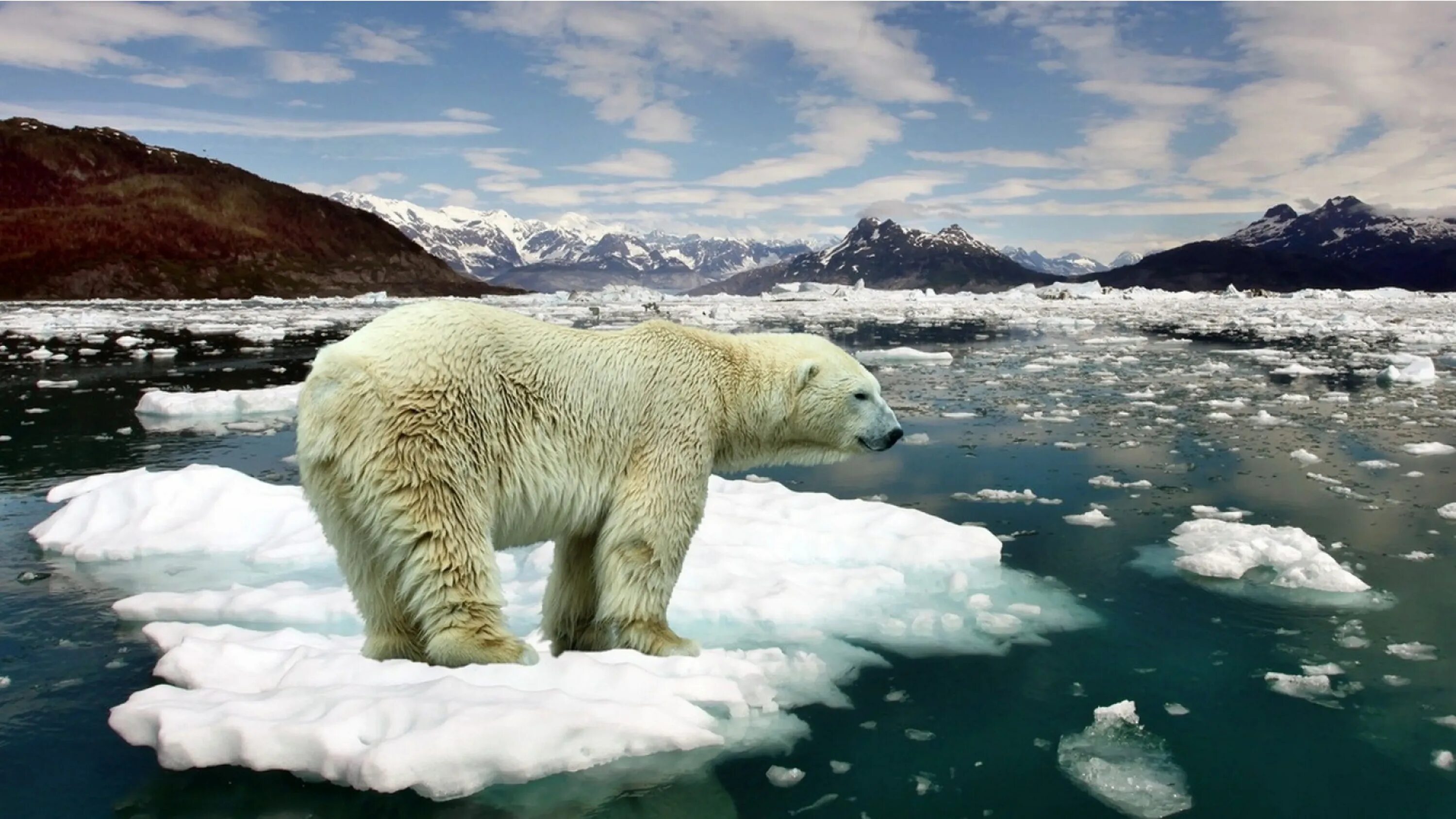 Глабальная потепленение. Медведь. Глобальное потепление картинки. Потепление климата.