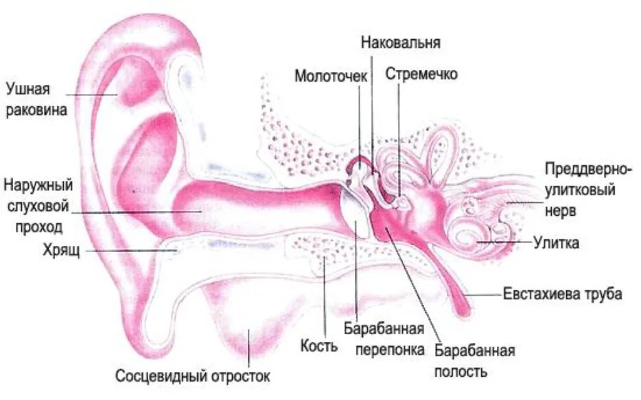 Наружное ухо (ушная раковина, наружный слуховой проход) строение. Строение ушной раковины анатомия. Наружная ушная раковина анатомия. Внутреннее строение ушной раковины.