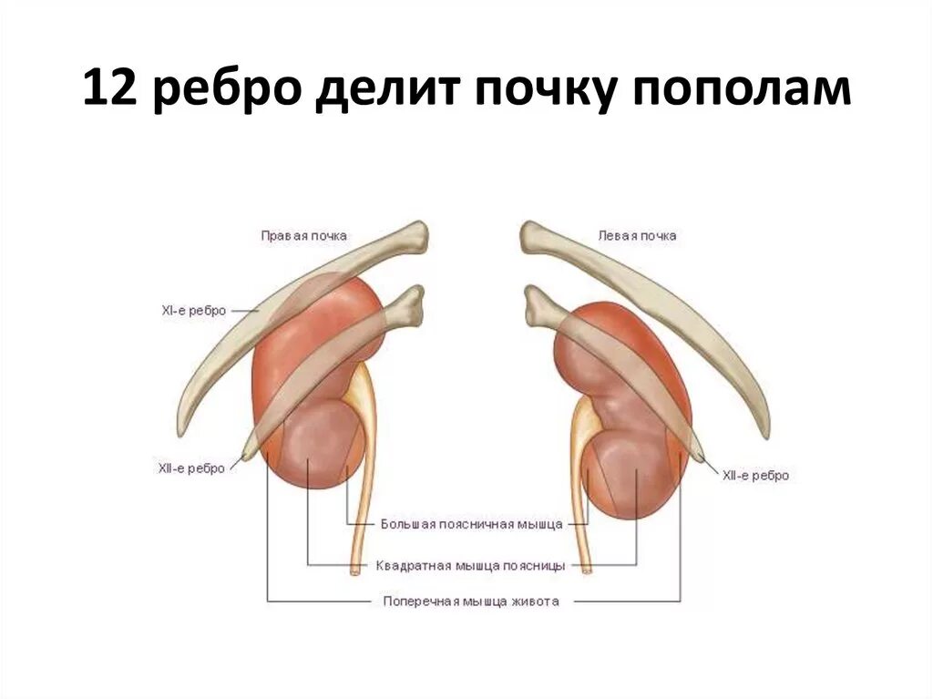 12 Ребро пересекает левую почку на уровне. Почки и ребра. Расположение почек.