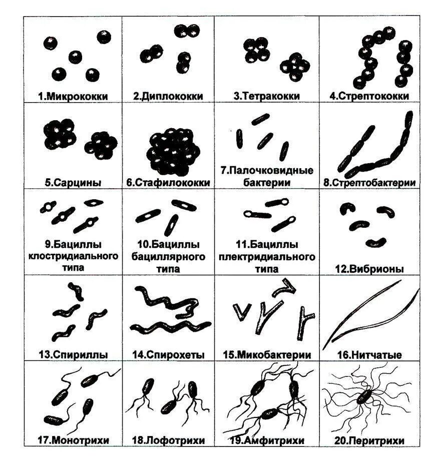 Бактерии примеры названия. Форма бактерий кокки палочки извитые. Шаровидные и палочковидные формы бактерий. Формы бактериальных клеток микробиология. Шаровидные, палочковидные, извитые и нитчатые формы бактерий..