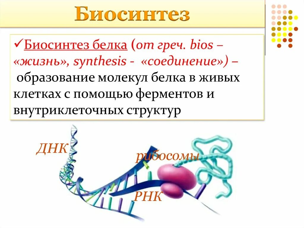 Биосинтез белка в живой клетке 9 класс. Синтез белка. Внутриклеточный Синтез белка. Биосинтез белка у прокариот.