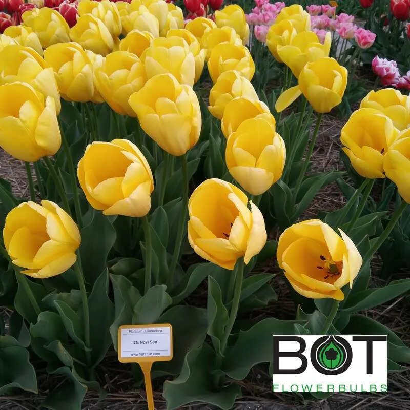 Amsonia тюльпаны. Тюльпан нови сан на участке. Novi sun. Тюльпан нови сун. Tulipa novi sun.