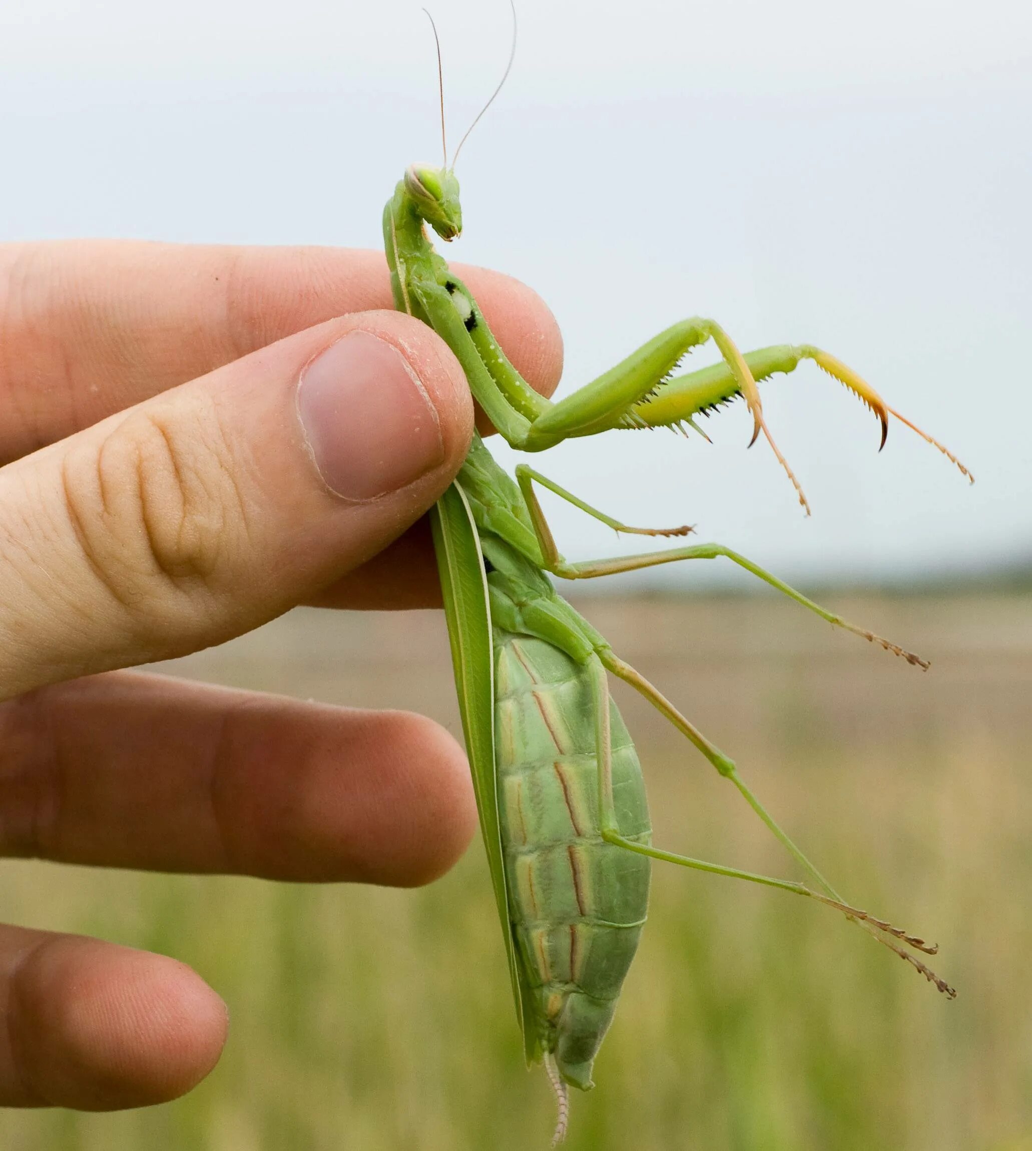 Богомол размеры. Ischnomantis Gigas богомол. Богомолы Мантис зелёный. Богомол обыкновенный самка. Мантис богомол.