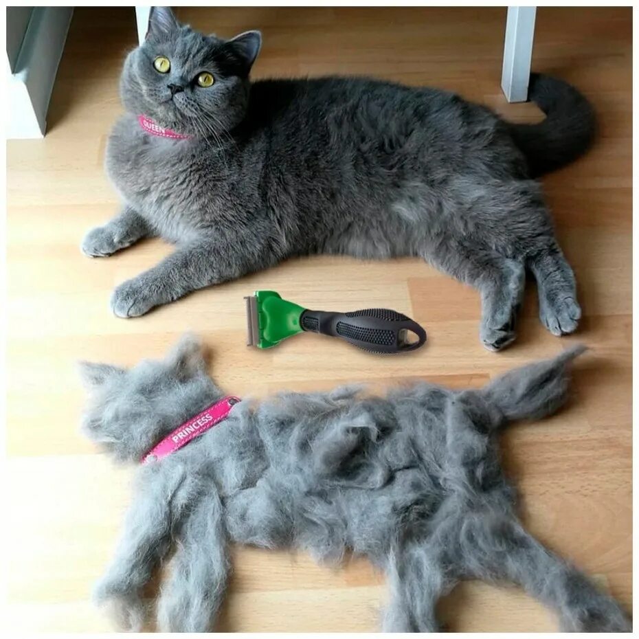 Что значит линька. Кошка линяет. вычесывание кошек. коты с шерстью. экспресс линька для кошек.