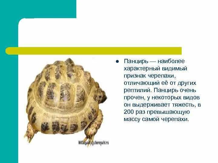 Наличие панциря признака. Панцирь черепахи форма. Строение панциря черепахи. Зубы отсутствуют у черепах. Наличие панциря признака.