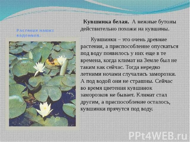 Особенности среды обитания кувшинки. Кувшинка белая среда обитания. водные растения приспособленность. кувшинка приспособление. кувшинка белая приспособление.