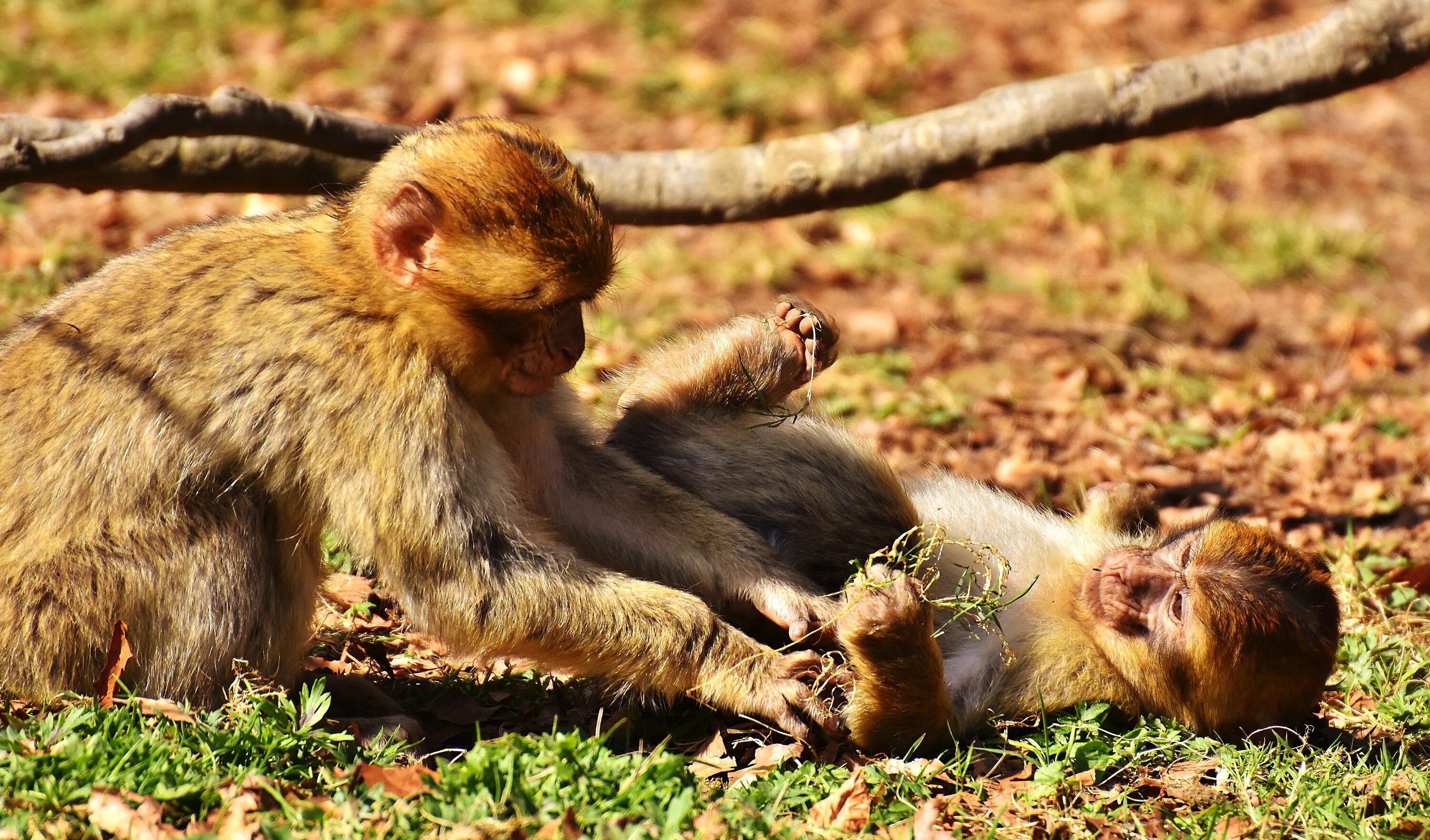 Магот берберская обезьяна. Обезьяны в дикой природе. Дикая обезьяна. Шимпанзе в дикой природе. Обезьяны дикая жизнь